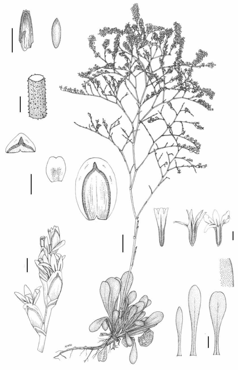 Limonium rosselloi (Plumbaginaceae), nueva especie para la Península Ibérica 35 I J A C E F G D 12 mm H1 H2 B 10 mm Figura 1.