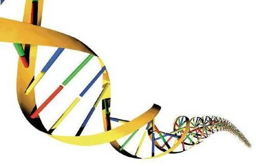 Facultad de Medicina Departamento de Bioquímica SÍNDROME DE WALKER WARBURG: GENES