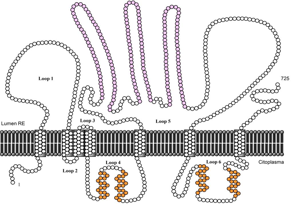 Introducción. representa la estructura predicha para la proteína POMT1, modificada de la predicha por Girrbach et al. (2000) para la PMT1 de levaduras. Figura 1.