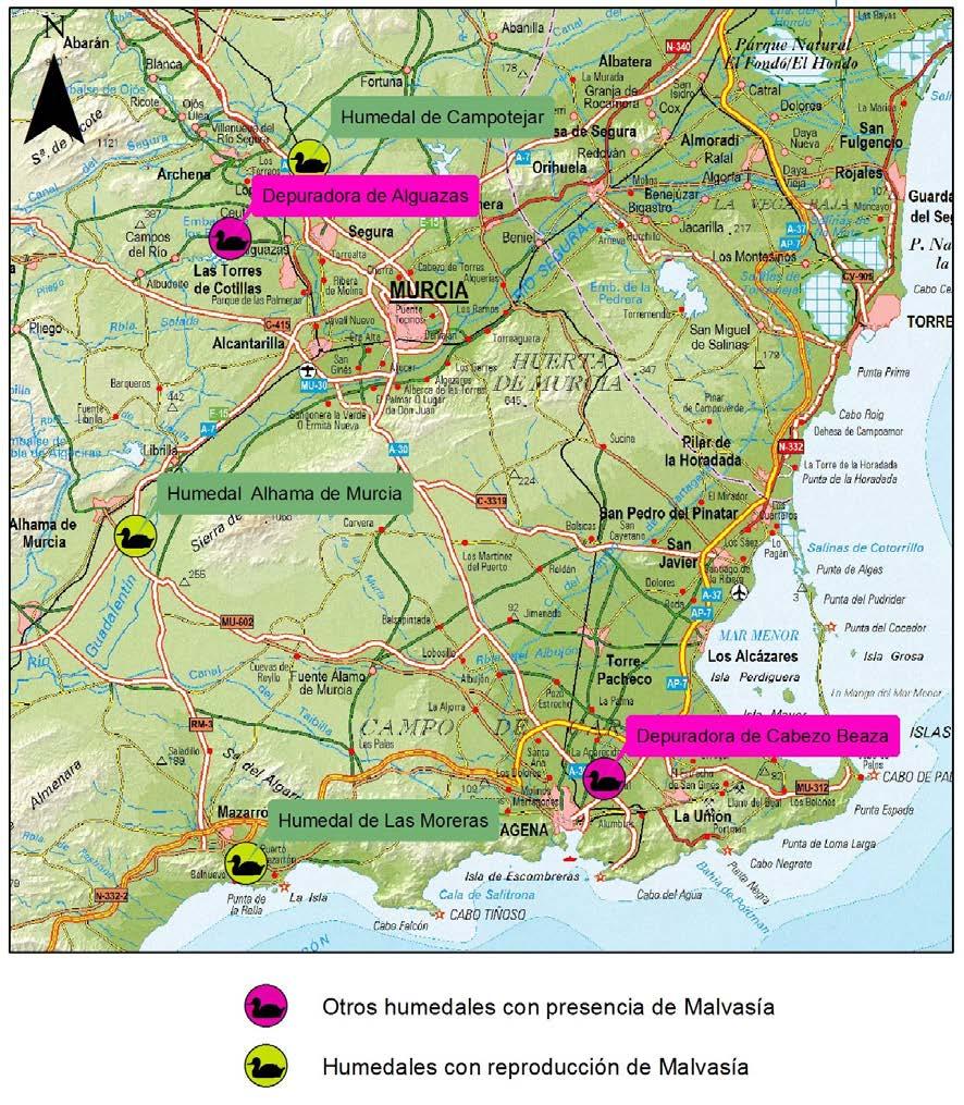 Figura 1. Mapa de humedales de la Región de Murcia donde está presente la Malvasía cabeciblanca ENLACES WEB: LAGUNAS DE CAMPOTÉJAR https://mapsengine.google.com/map/viewer?mid=zfehcqo9a9vq.