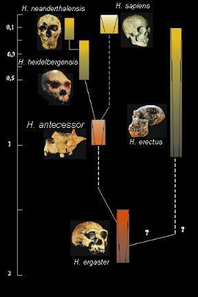 (UCM-UAH) CONTEXTO: La evolución de los seres vivos inferida desde los fósiles proporciona la herramienta principal utilizada para determinar la edad de la mayoría de las rocas sedimentarias e