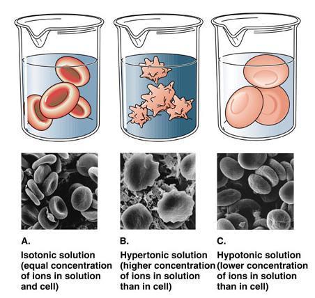 Cuando la concentración de solutos de los fluidos extracelulares es igual a la concentración intracelular,
