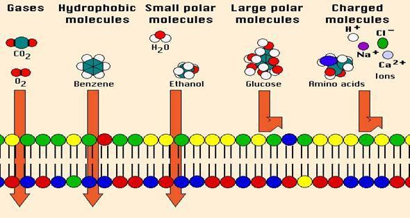 Transporte a través de la membrana plasmática La membrana plasmática presenta permeabilidad selectiva (semipermeable), dejando pasar moléculas en función de su tamaño y carga.