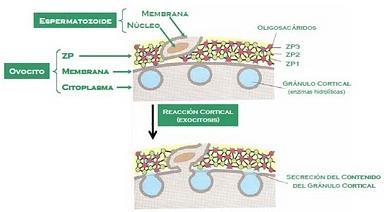 Exocitosis Mediante este mecanismo, las células son capaces de expulsar sustancias sintetizadas