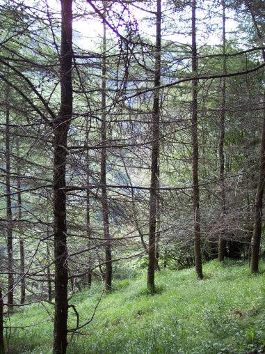 1. Superficie Forestal Estrategias y buenas prácticas forestales en Navarra 2. Sistemas Forestales 3. Diversidad biológica 4. Crecimiento de los bosques Yolanda Val Hernández 5.