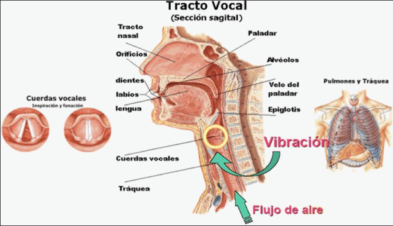 2. Producción y articulación del Tono Una vez dominada la técnica de respiración, es necesario revisar y mejorar la producción del tono, es decir la voz cantada.
