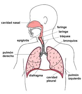 Partes del Aparato Respiratorio: En la respiración intervienen los pulmones, la nariz, boca, tráquea, los bronquios y el diafragma, que es un músculo ubicado justo debajo de los pulmones.