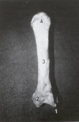 Los metacarpianos son 5 huesos que se encuentran entre las falanges y los huesos del carpo.