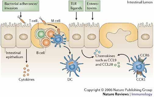 Sitios inductores Células M Secreta CCL9 y CCL20 para promover el reclutamiento de células