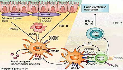 Sistema inmune común de las mucosas : Sitios inductores Células dendríticas poco estimuladoras: Generan tolerancia, generan principalmente IL-10 Células dendríticas inmaduras (median desarrollo de
