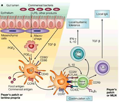 Sistema inmune común de las mucosas : Control de la producción de IgAs Células