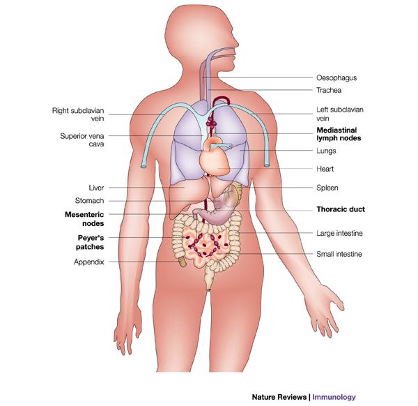 Sistema inmune común de las mucosas BALT: asociado al tracto