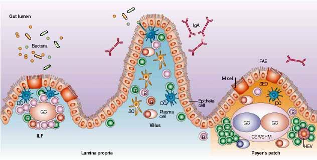 Sistema inmune común de las mucosas (conecta sitios efectores con inductores)