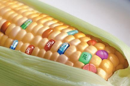 cultivos modificados geneticamente y control