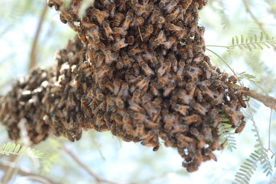 Sintomatología Las abejas de la colmena desaparecen bruscamente y la causa es desconocida De 1971 al 2006 hubo