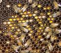 3. Presencia de alimento como polen y miel que: (A) no han sido pillados de inmediato por otras abejas (B)
