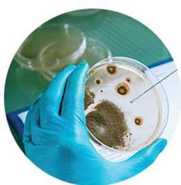 Tema 9 Hongos. II. 1. Los hongos La micología es la rama de la biología que tiene por objetivo el estudio de los hongos. Morfología.