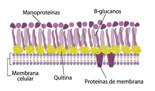 Las células fúngicas son eucariotas; es decir, presentan un núcleo definido rodeado de una membrana nuclear, citoesqueleto y distintos
