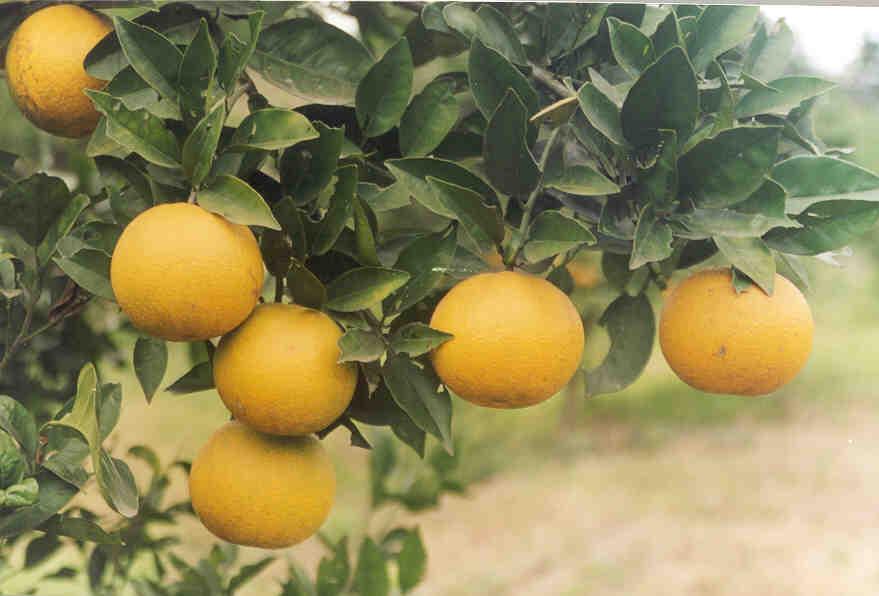 Incremento de la producción de naranjo Valencia y limón Persa durante