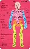 humano Sistema digestivo ART. 3900 ART. 3903 ART.