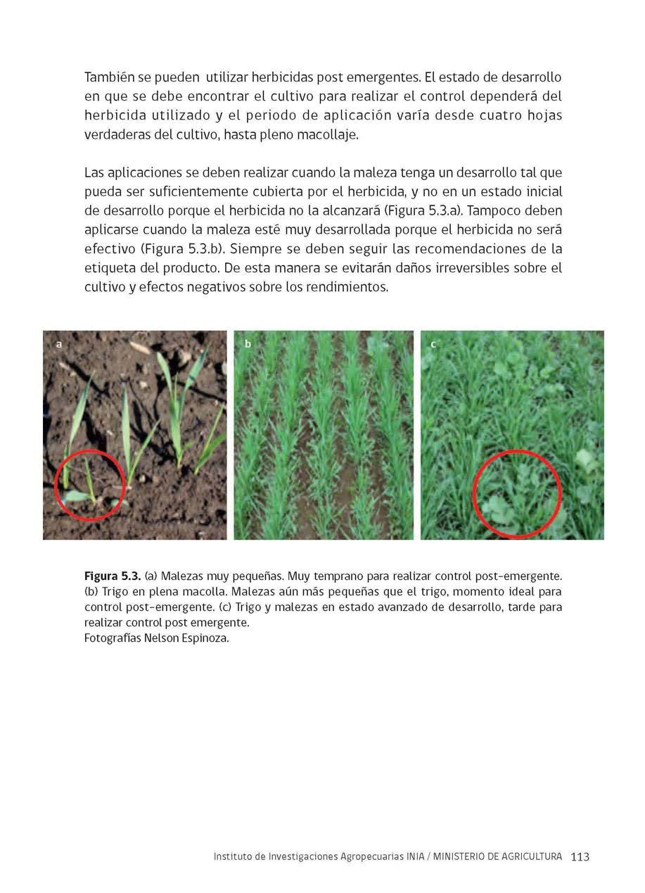 También se pueden utilizar herbicidas post emergentes.