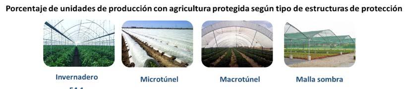 Del total de unidades de producción agrícola, 17 388 realizan agricultura protegida, de las