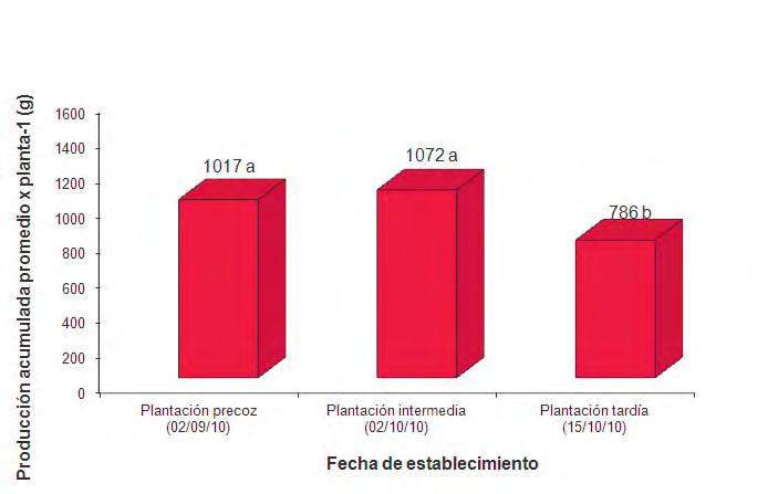 GRAFICO 15: PRODUCCIÓN ACUMULADA EN VARIEDAD ALBIÓN EN FUNCIÓN DE LA FECHA DE PLANTACIÓN TEMPORADA 2010-2011