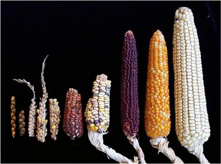 Rotación y diversidad de cultivos Sistema antiguo y simple. Mantener salud suelo.