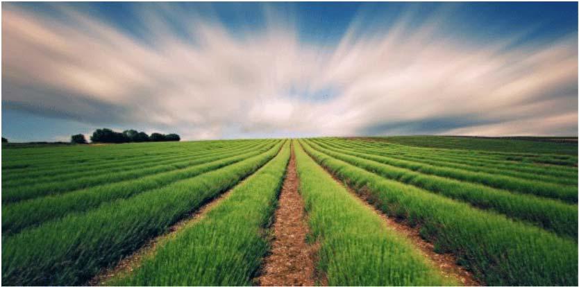 INTRODUCCIÓN Definición agricultura sostenible Un sistema de producción agraria conservador de recursos, ambientalmente sano y económicamente viable.