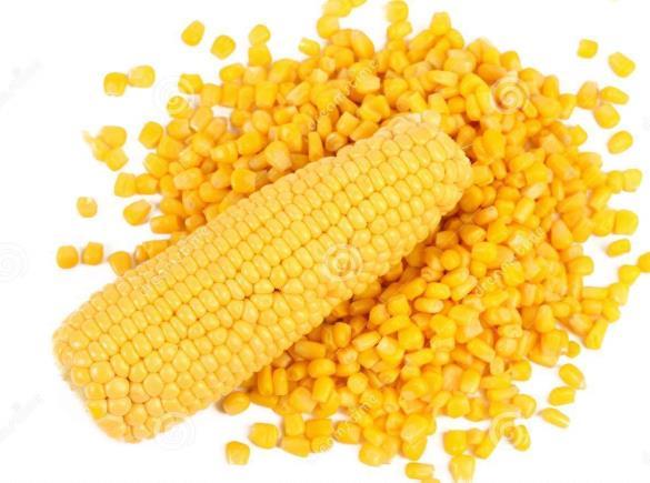 autorizó tres variedades de maíz 2008: El ICA