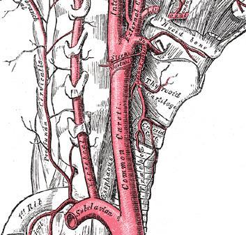 Aunque la membrana cricotiroidea mide 30 mm en el plano horizontal, la distancia entre los músculos cricotiroideos a través de la cual el tubo tiene que pasar, es mucho menor (Figura 6).