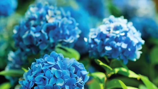 nutritivos, favoreciendo una abundante floración. Potasio: El potasio de la gama Blue Max es totalmente soluble y asimilable por la planta.