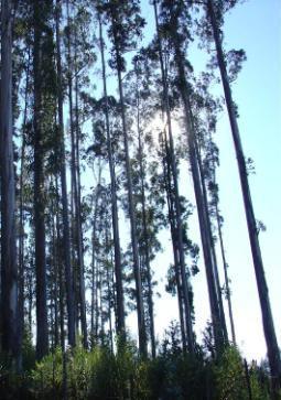 Chile en el Contexto Internacional Superficie de bosques en el mundo La superficie de bosques en el mundo es de 4.