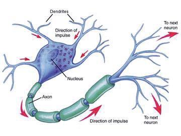 muestra una representación de una neurona biológica. Figura 2.