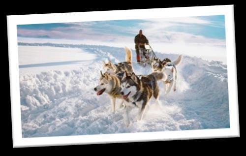 4 Día 2º (7 /12) RUKA Safari de animales árticos: huskies y renos. Encuentro con Santa Claus Desayuno servido en el apartamento. Hoy realizaremos una visita a una granja de perros huskies.