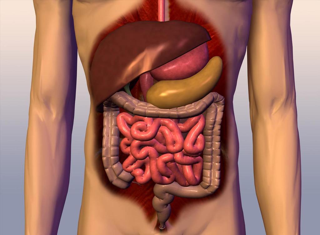 Aparato digestivo MC I Medio Uno de los puntos fundamentales de la dietética y la nutrición de un organismo es el modo por el cual se logran incorporar los nutrientes a la