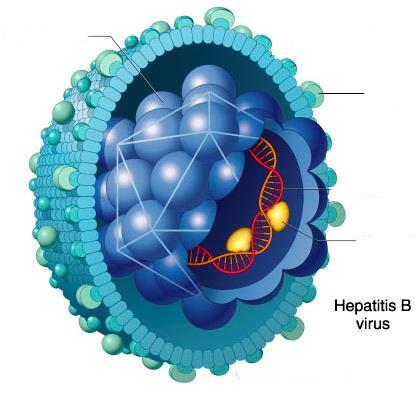 Virus Hepatitis B Antígeno e (HBeAg) Antígeno core