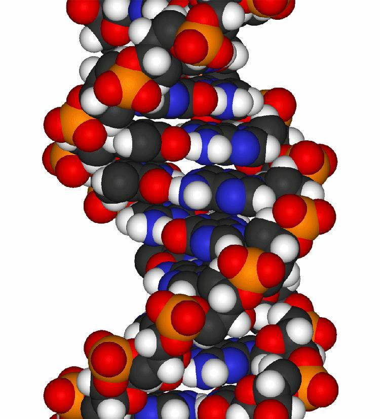 Ácidos nucleicos Biól.