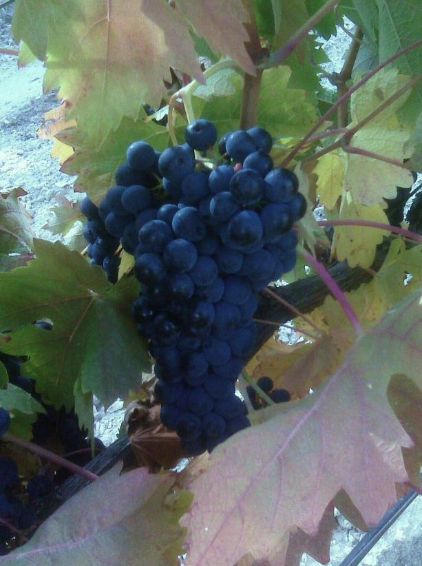El terruño, nuestra razón de ser El viñedo se está formando bajo el conocido principio del terroir francés: el fruto es el resultado de la interacción de factores medioambientales y ecológicos