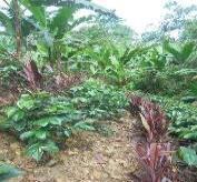 20.- Capacitación a socios cultivo Cacao, Fuente: Proyecto Prácticas de adaptación Al Cambio Climático Bella Linda RL junio 2017.