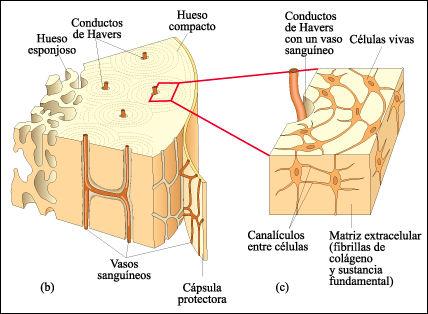 Hueso cortado en secciones Los huesos son órganos vivos formados por tejido conjuntivo, tejido