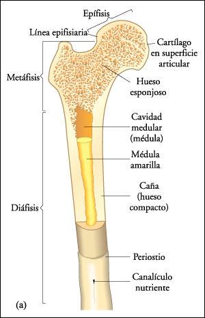 Estructura ósea El tallo de un hueso largo se llama diáfisis y los extremos articulares epífisis. La diáfisis está separada de la epífisis por la placa epifisiaria de cartílago.