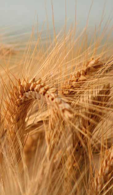 CICLO CORTO CON EXCELENTE CALIDAD DE GRANO Fecha de siembra: desde el 10 de junio hasta mediados de julio. Particularidad: excelente calidad de grano, mejorador.