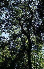 La corteza es gruesa y rugosa de color café a ceniciento, con protuberancias distribuidas uniformemente en su superficie. Su follaje es denso, pero con escasas ramas.