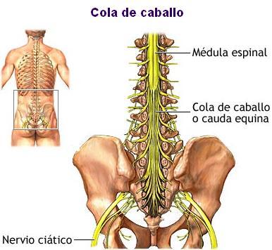 Médula espinal:
