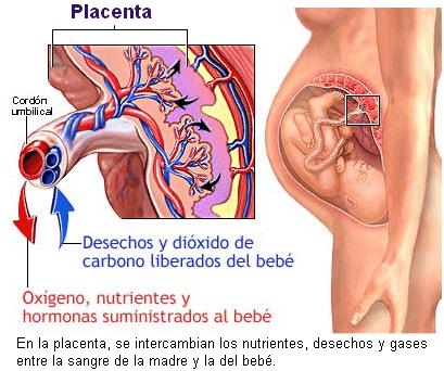 La placenta