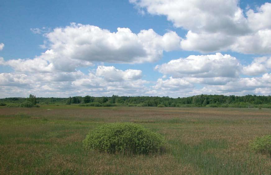 Habitat de nidificación del carricerín cejudo en Polonia Biología y habitat El carricerín cejudo requiere un hábitat