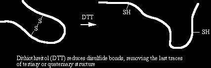 Para romper el puente disulfuro... Se añaden agentes como -mercaptoetanol o DTT, ambos reducen el puente disulfuro y por tanto la estructura terciaria o cuaternaria.