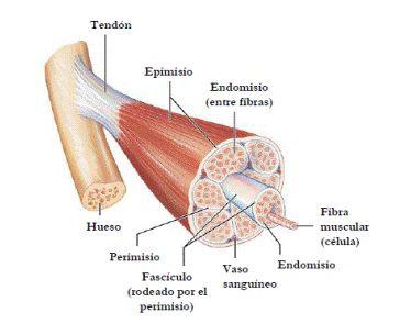 MODELO MUSCULAR Morfología del músculo
