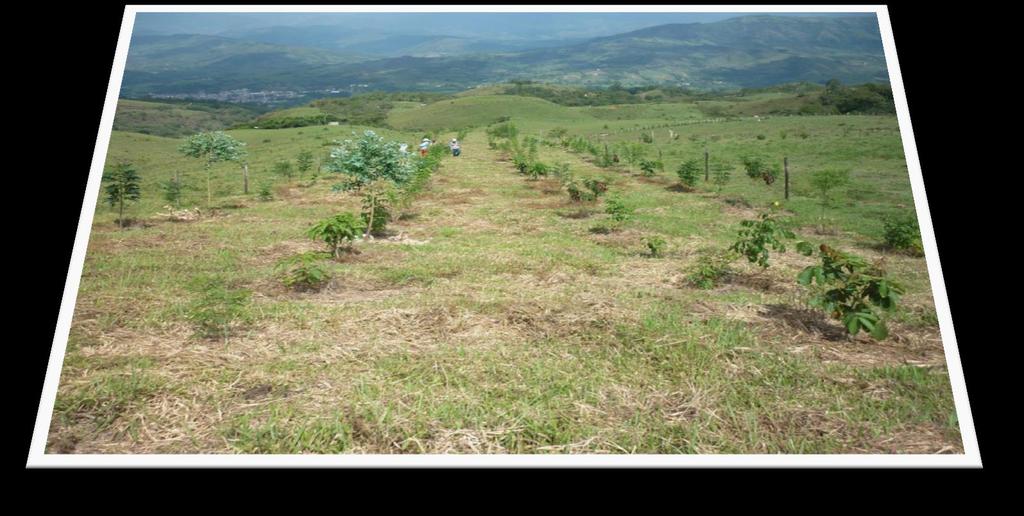 Conservar bosques de roble con estrategia de manejo forestal (sistemas agroforestales y silvopastoriles), para